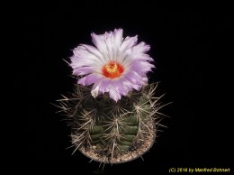 Thelocactus bicolor 328